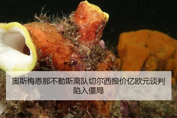 ao-si-mei-en-na-bu-le-si-li-dui-qie-er-xi-bao-jia-yi-ou-yuan-tan-pan-xian-ru-jiang-ju-2-720.jpg